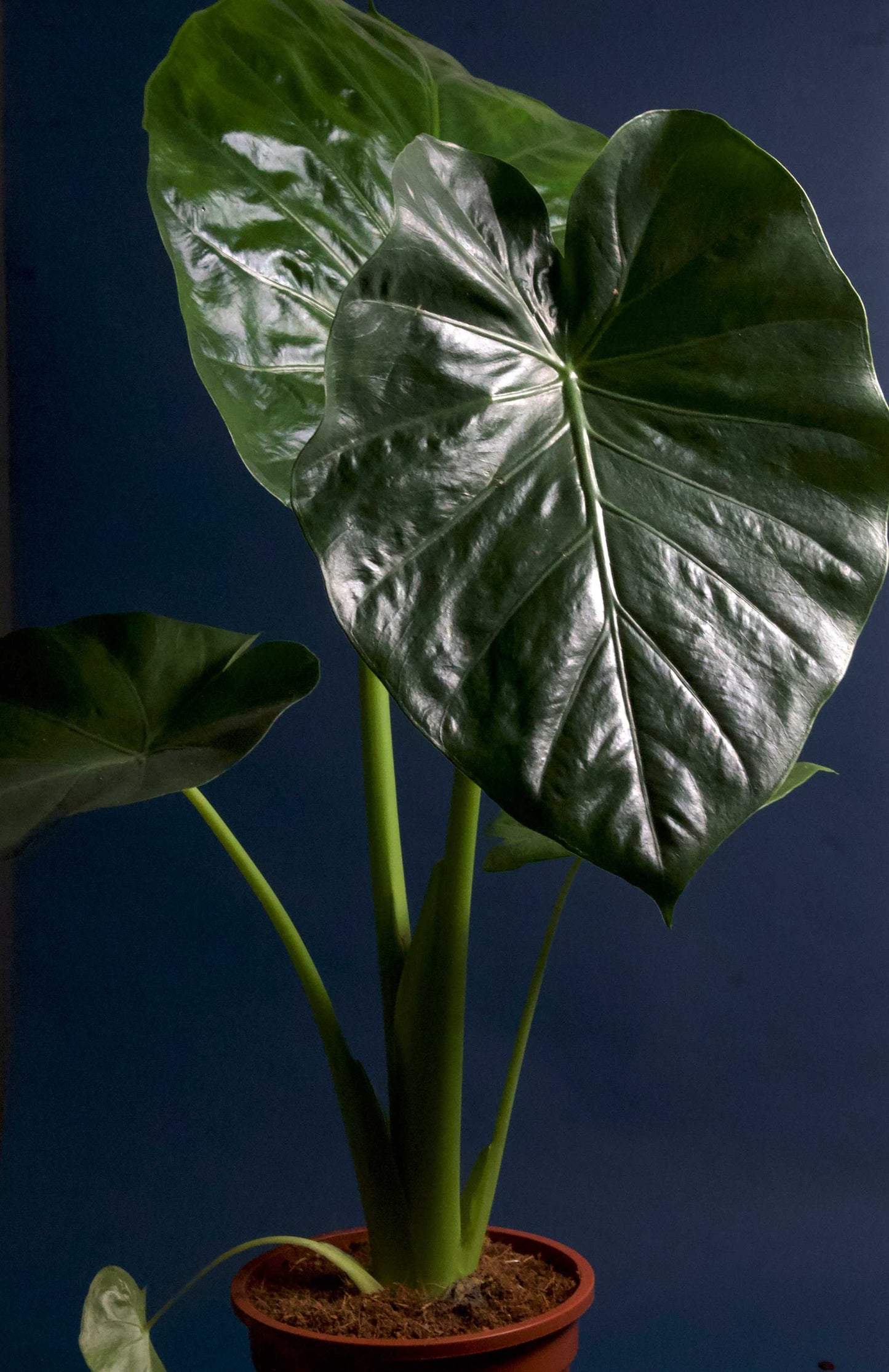 Alocasia Macrorrhizos 'Riesen-Taro'