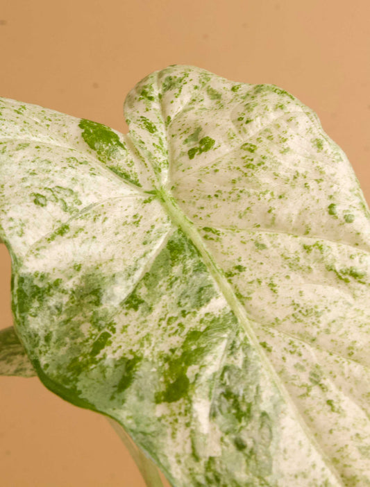 Alocasia macrorrhizos 'splash variegata'