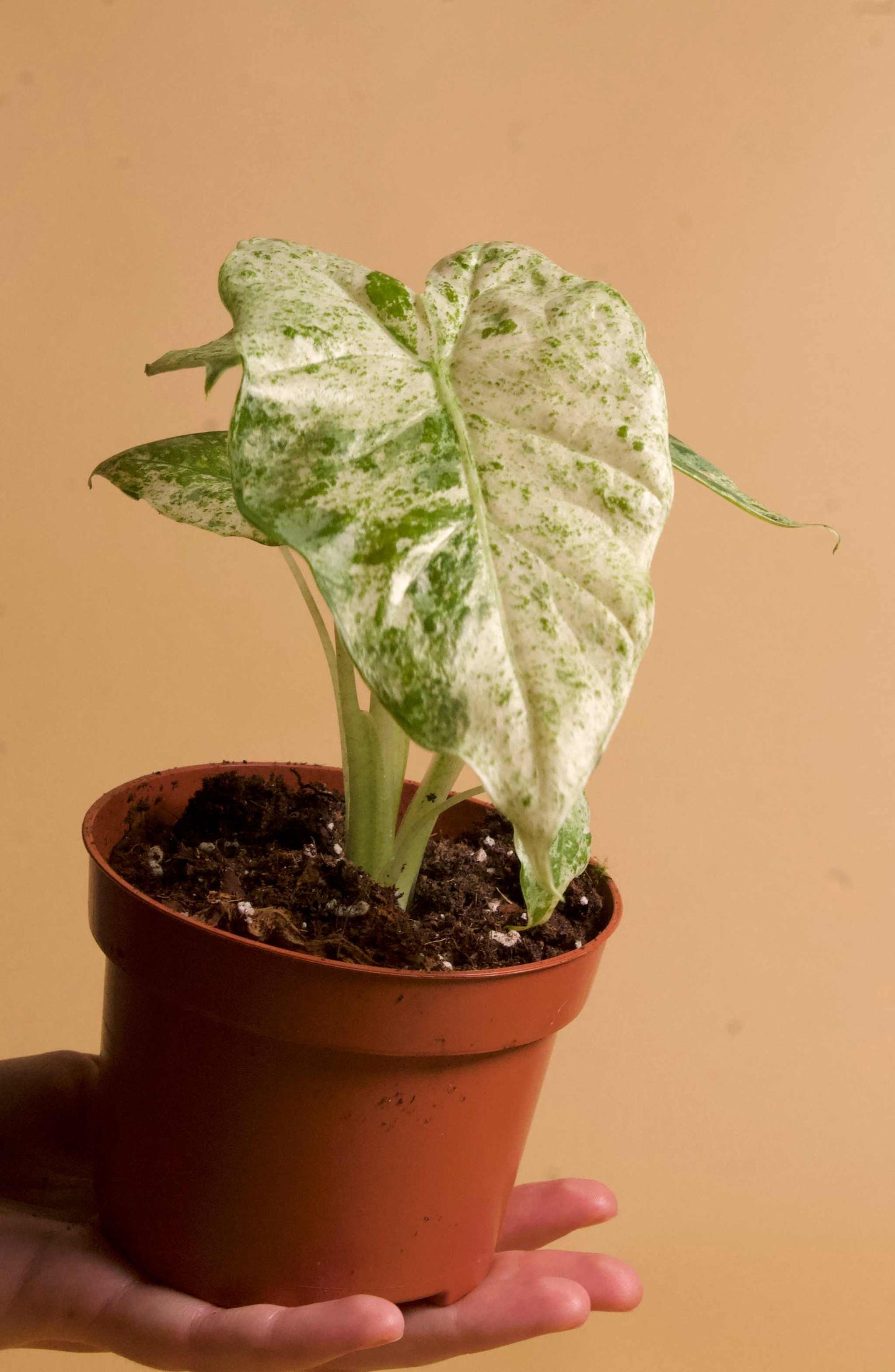 Alocasia macrorrhizos 'splash variegata'