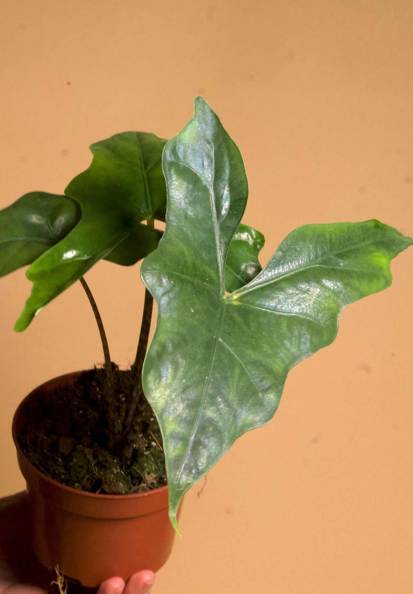 Alocasia nycteris 'batwing'