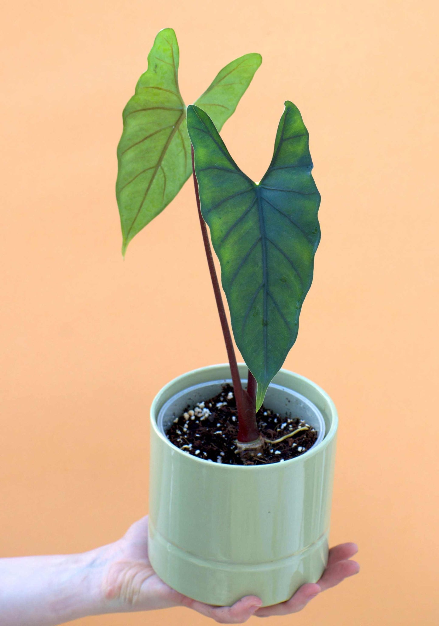Alocasia princeps 'Purple Cloak'