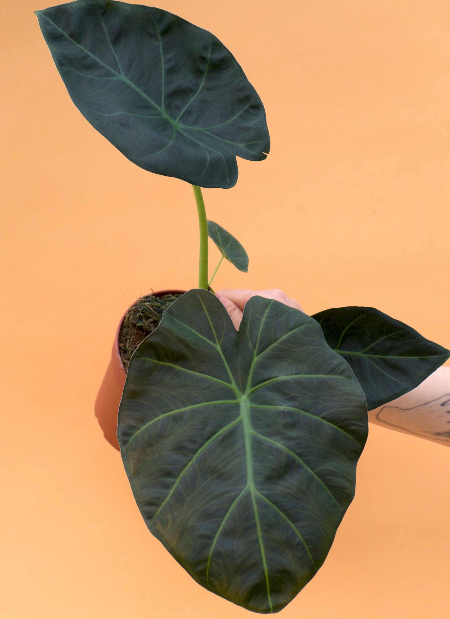 Alocasia 'Regal Shields'