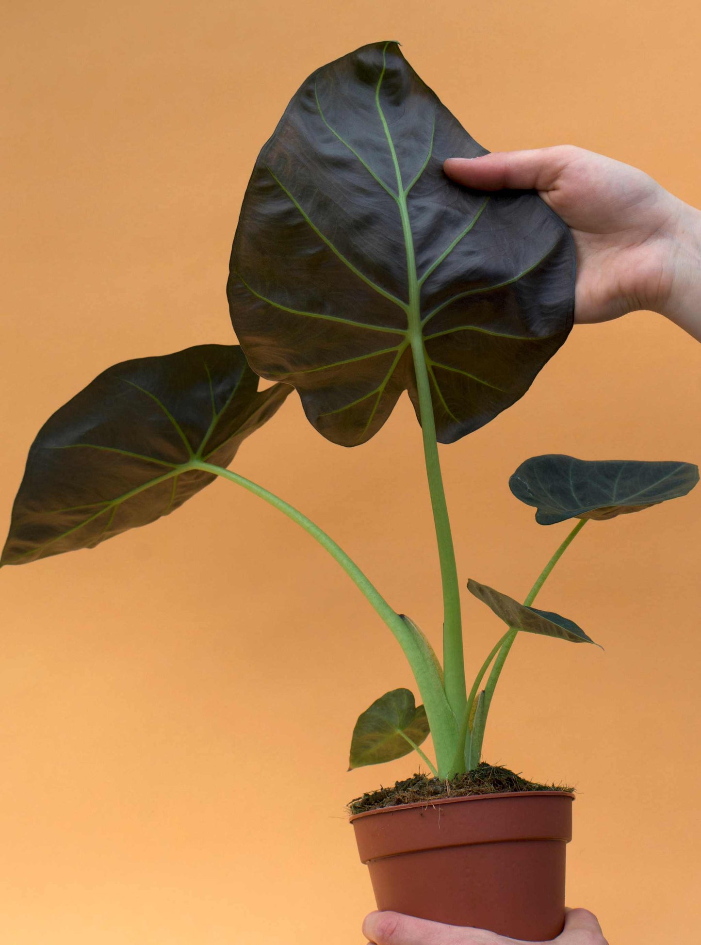 Alocasia 'Regal Shields'