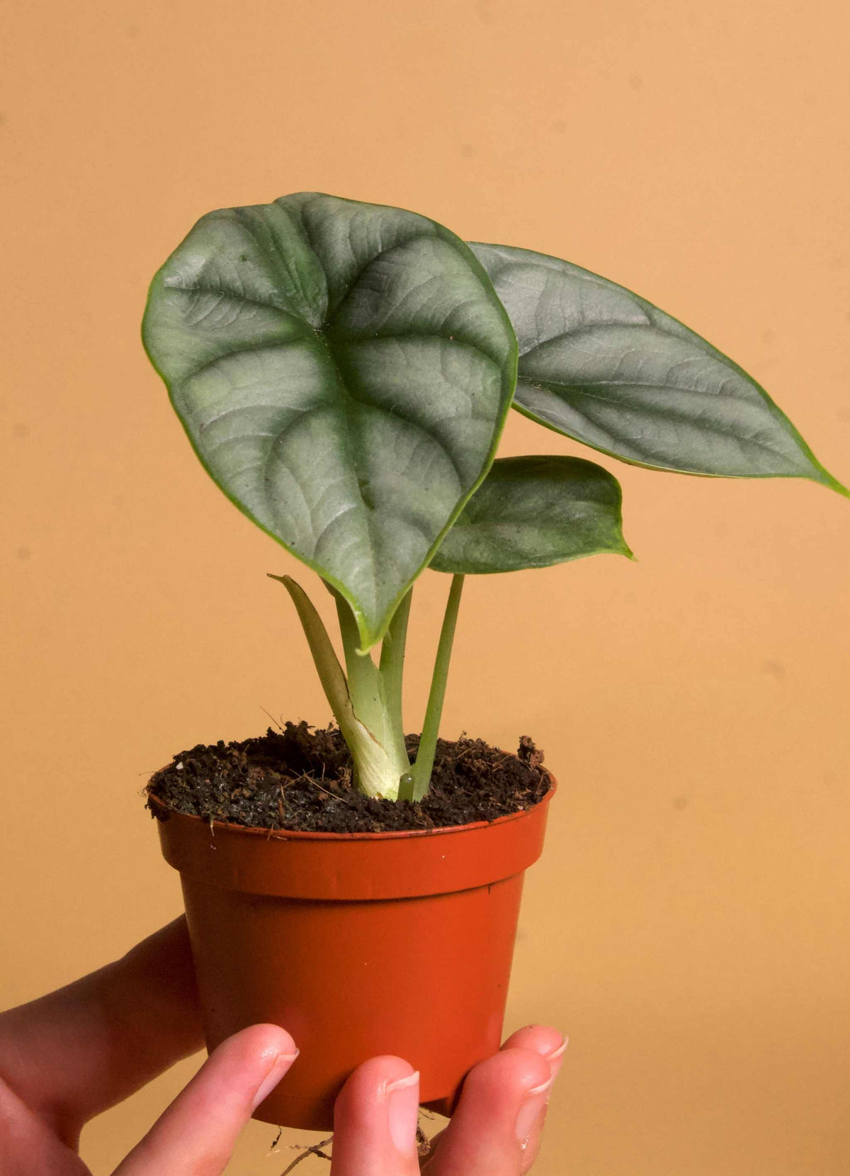Alocasia baginda 'silver dragon'