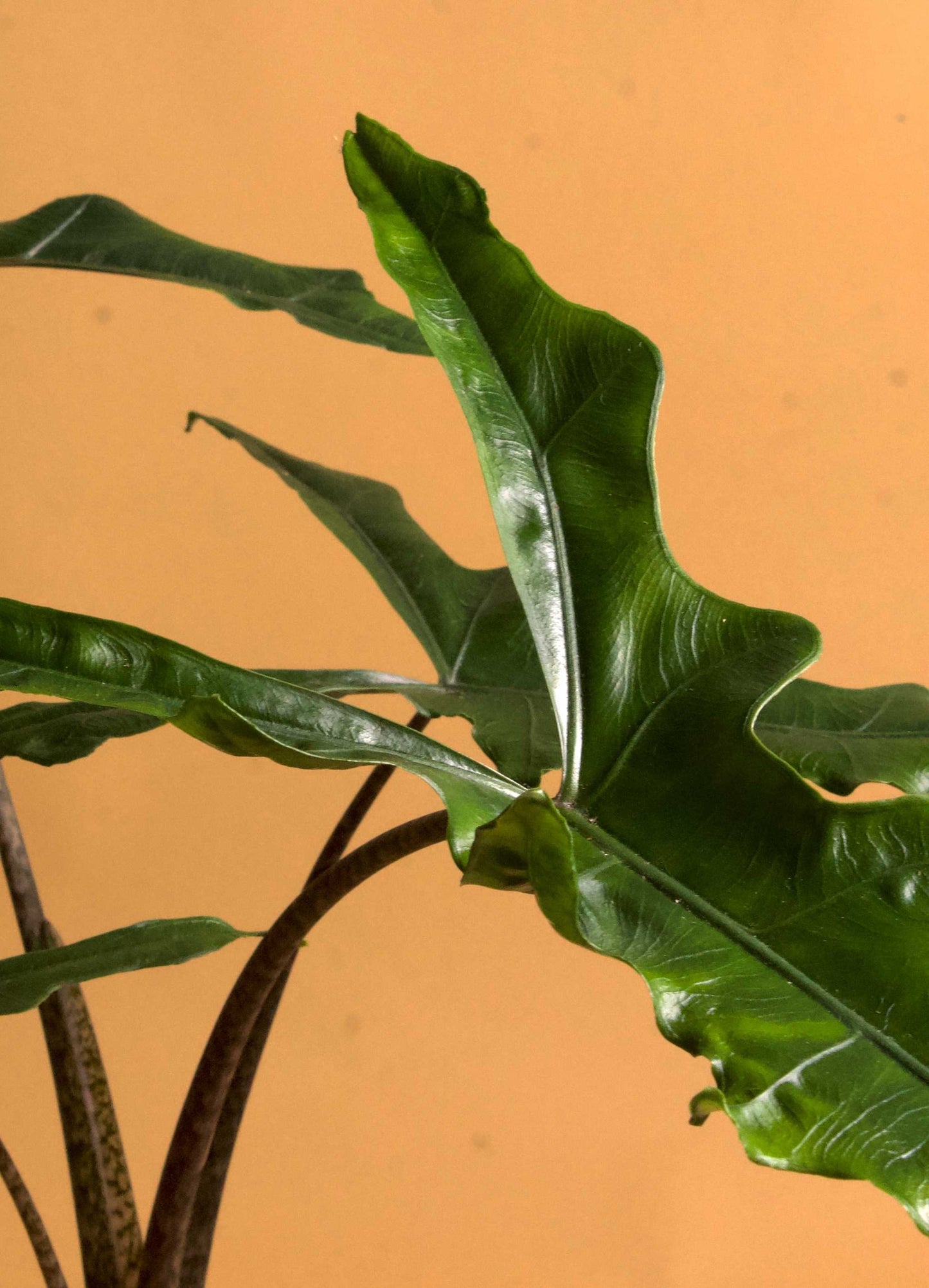 Alocasia sp. sulawesi 'sabrina narrow'