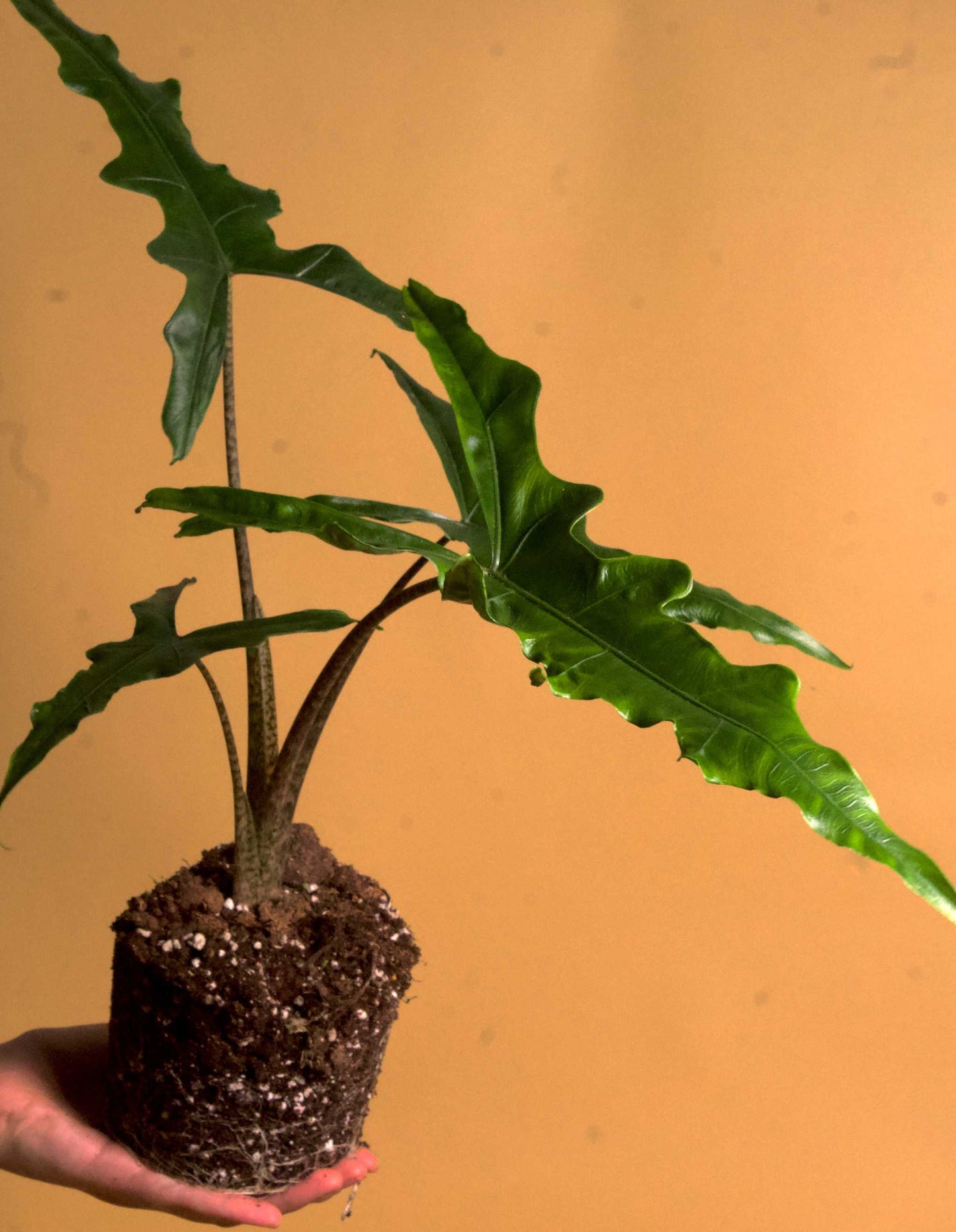 Alocasia sp. sulawesi 'sabrina narrow'