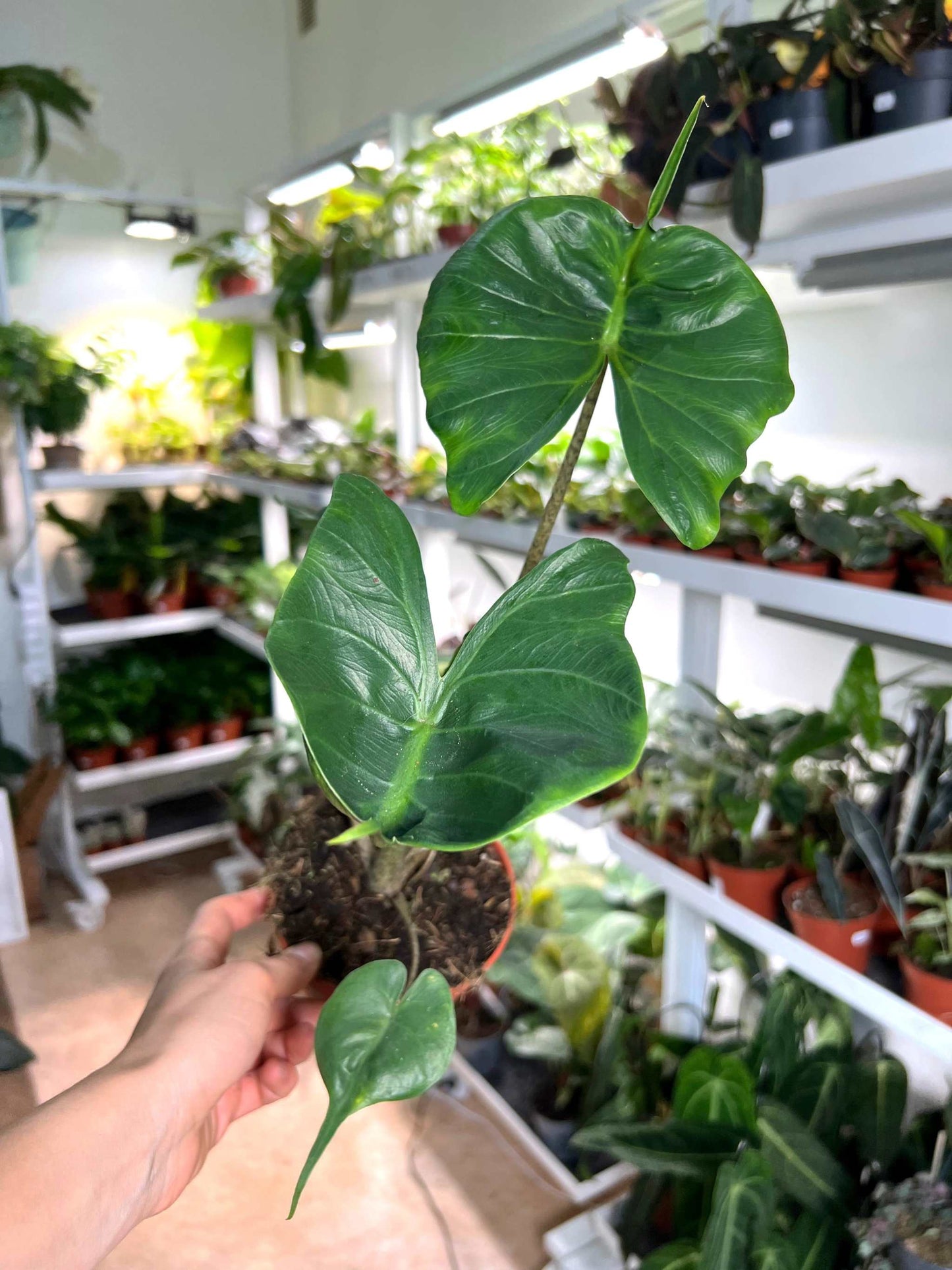 Alocasia macrorrhiza 'Stingray'
