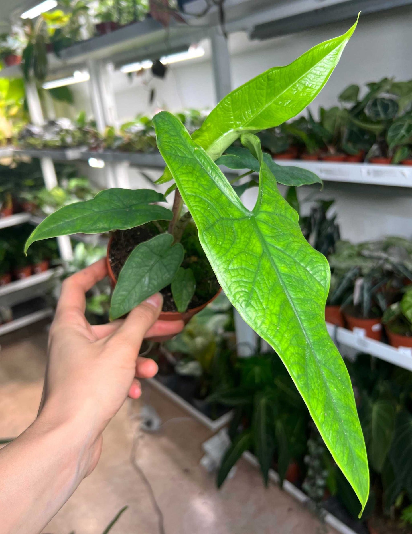 Alocasia sp. sulawesi 'green carpet'