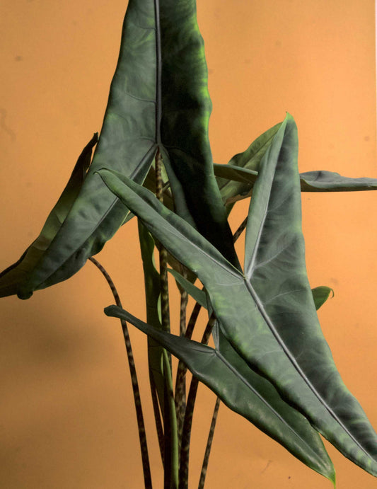 Alocasia zebrina 'tigrina superba'