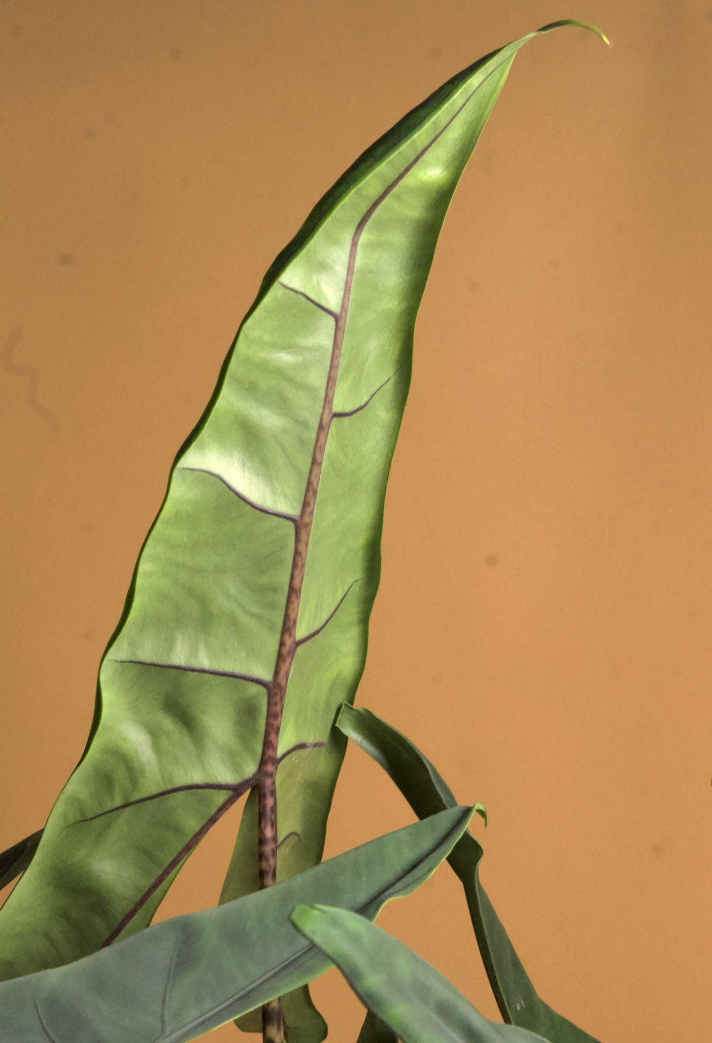 Alocasia zebrina 'tigrina superba'
