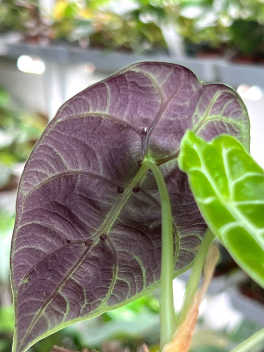 Alocasia 'watsoniana'