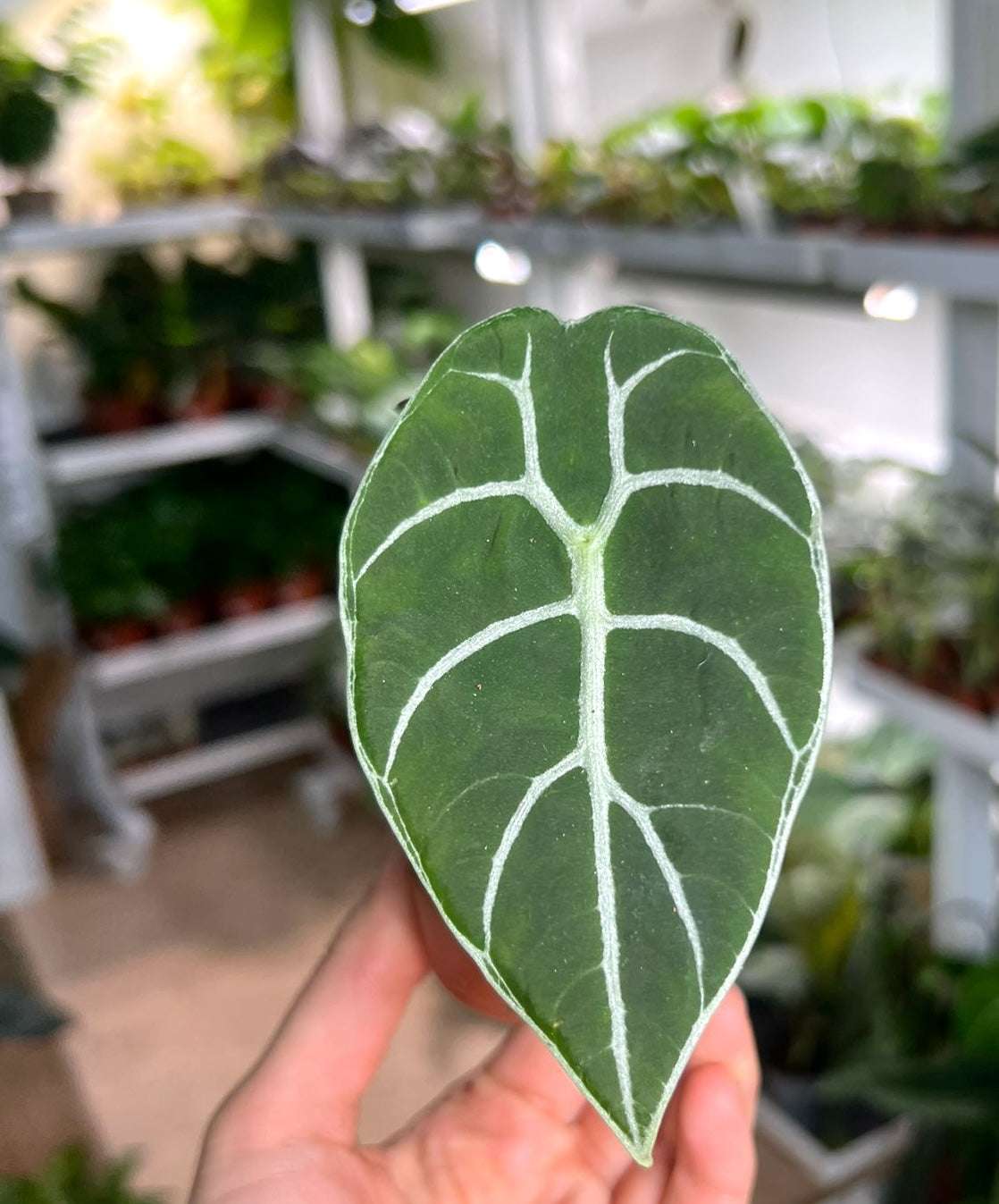 Alocasia 'watsoniana'