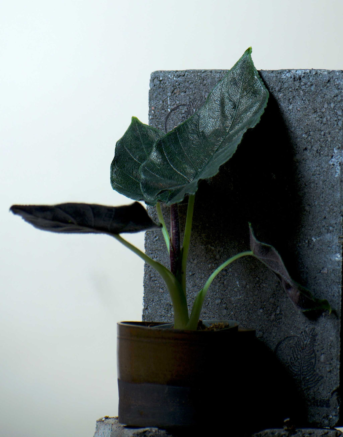 Alocasia chienlii âAntoro Velvetâ
