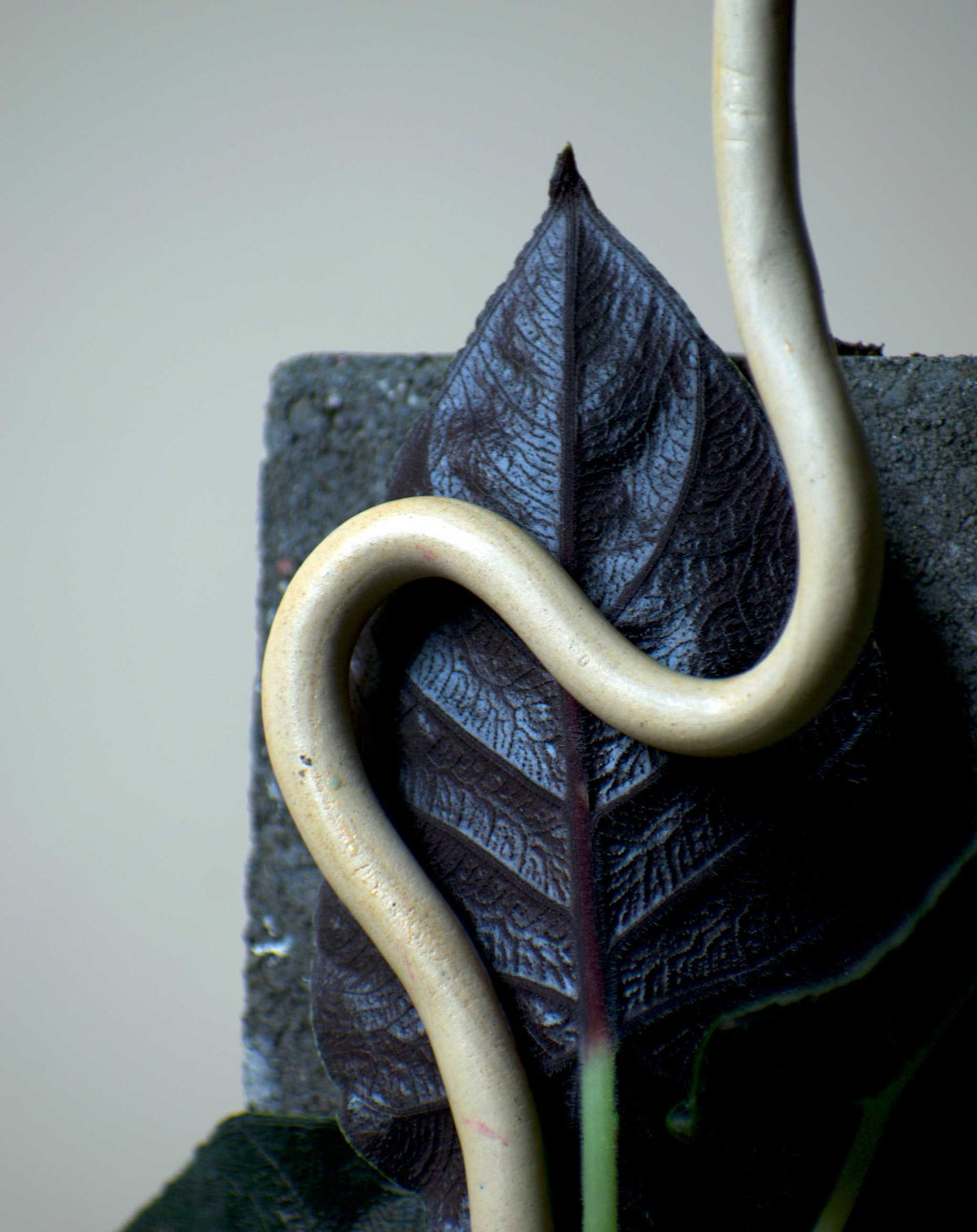 Alocasia chienlii âAntoro Velvetâ