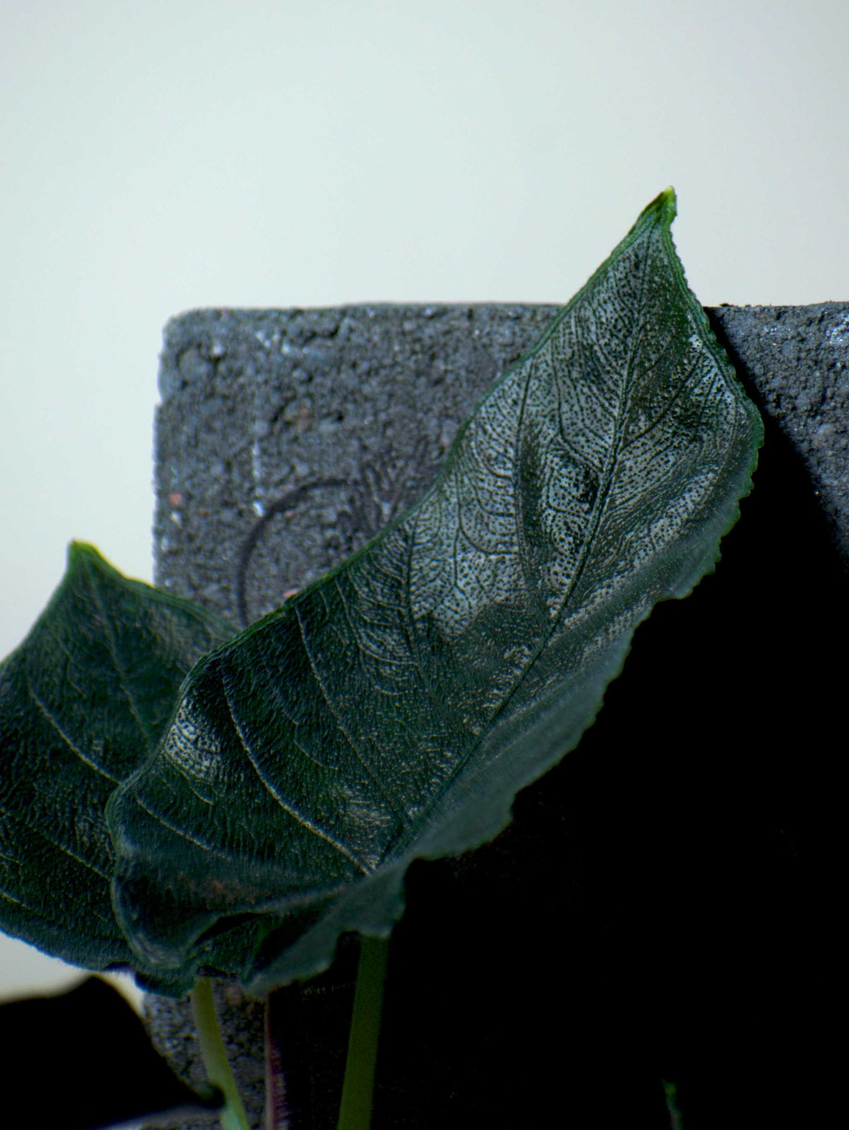 Alocasia chienlii âAntoro Velvetâ