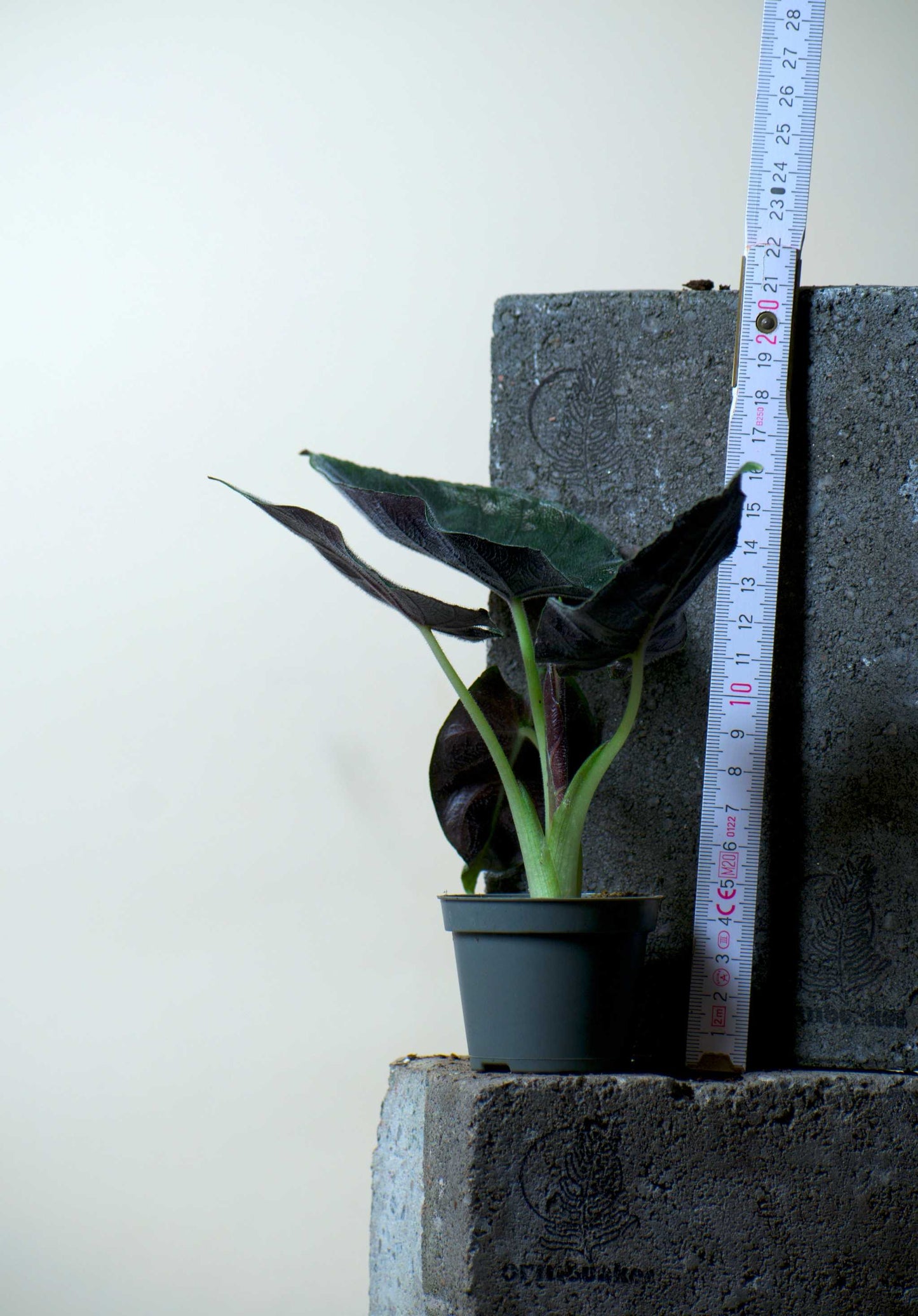Alocasia chienlii ’Antoro Velvet’
