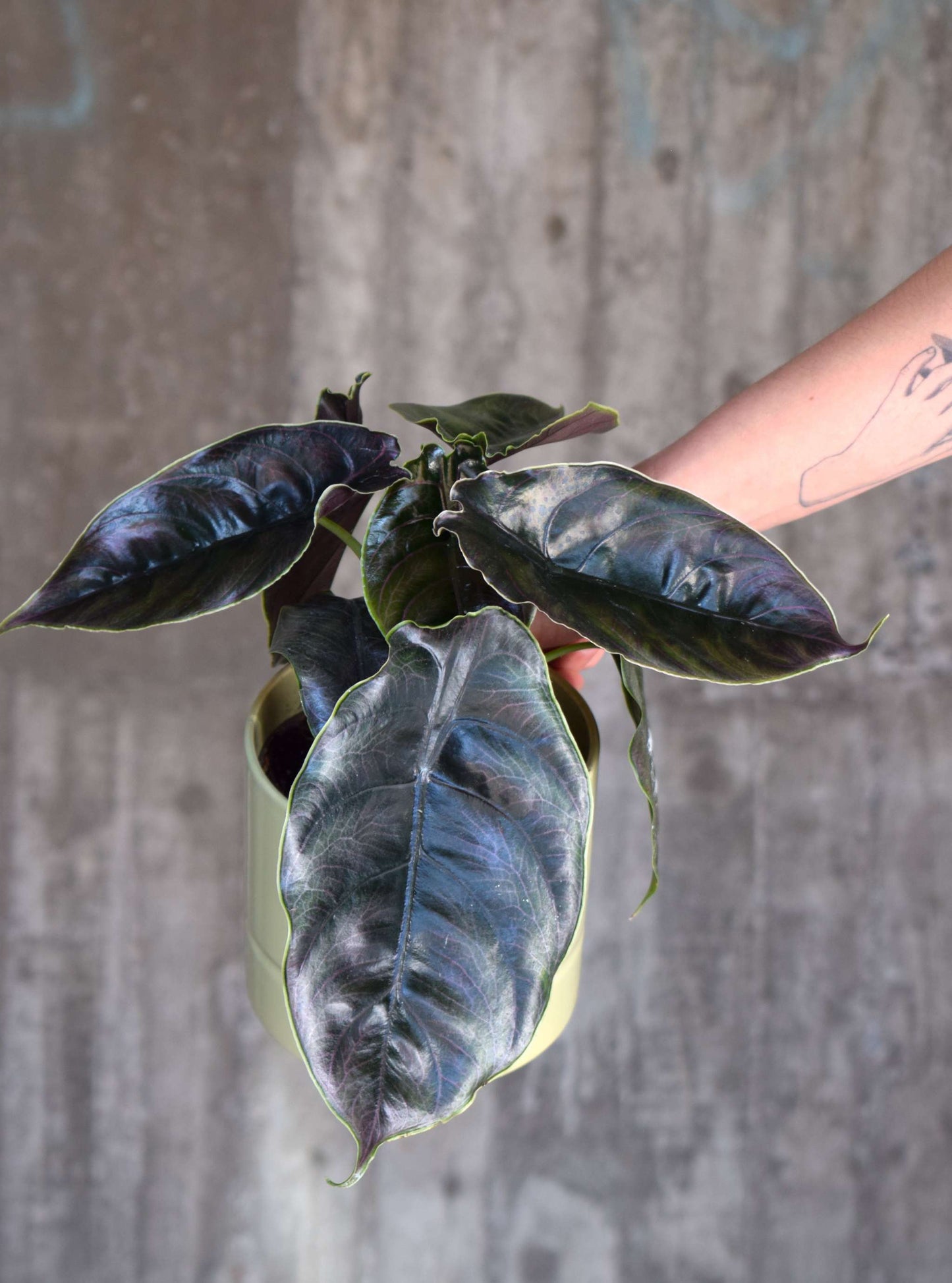 Alocasia azlanii