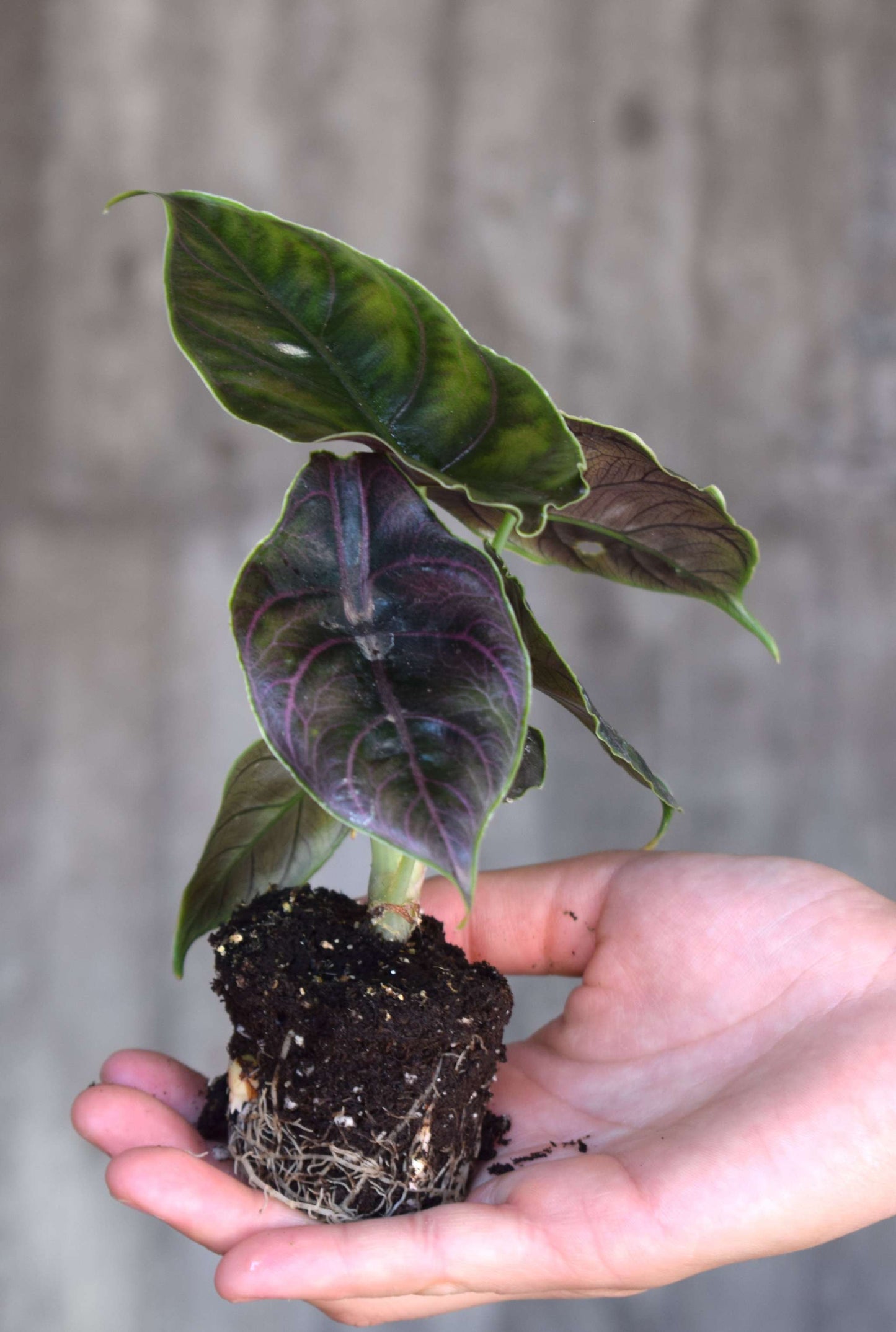 Alocasia azlanii