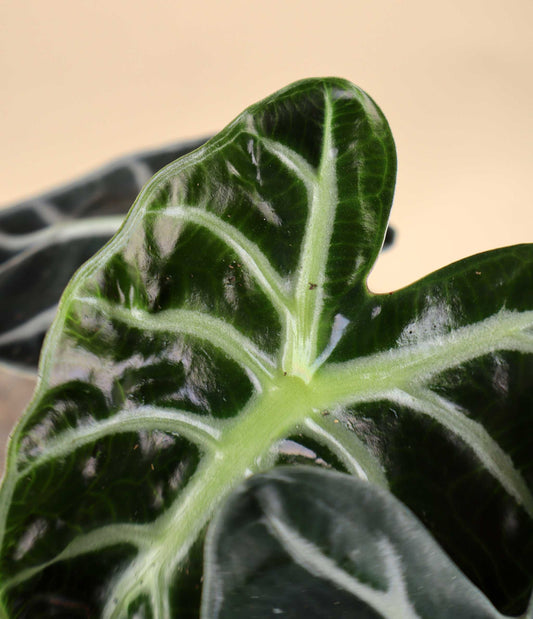 Alocasia 'Bambino'
