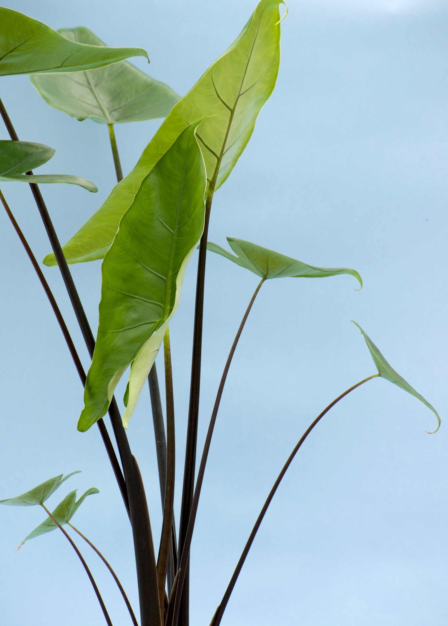 Alocasia zebrina 'black stem'
