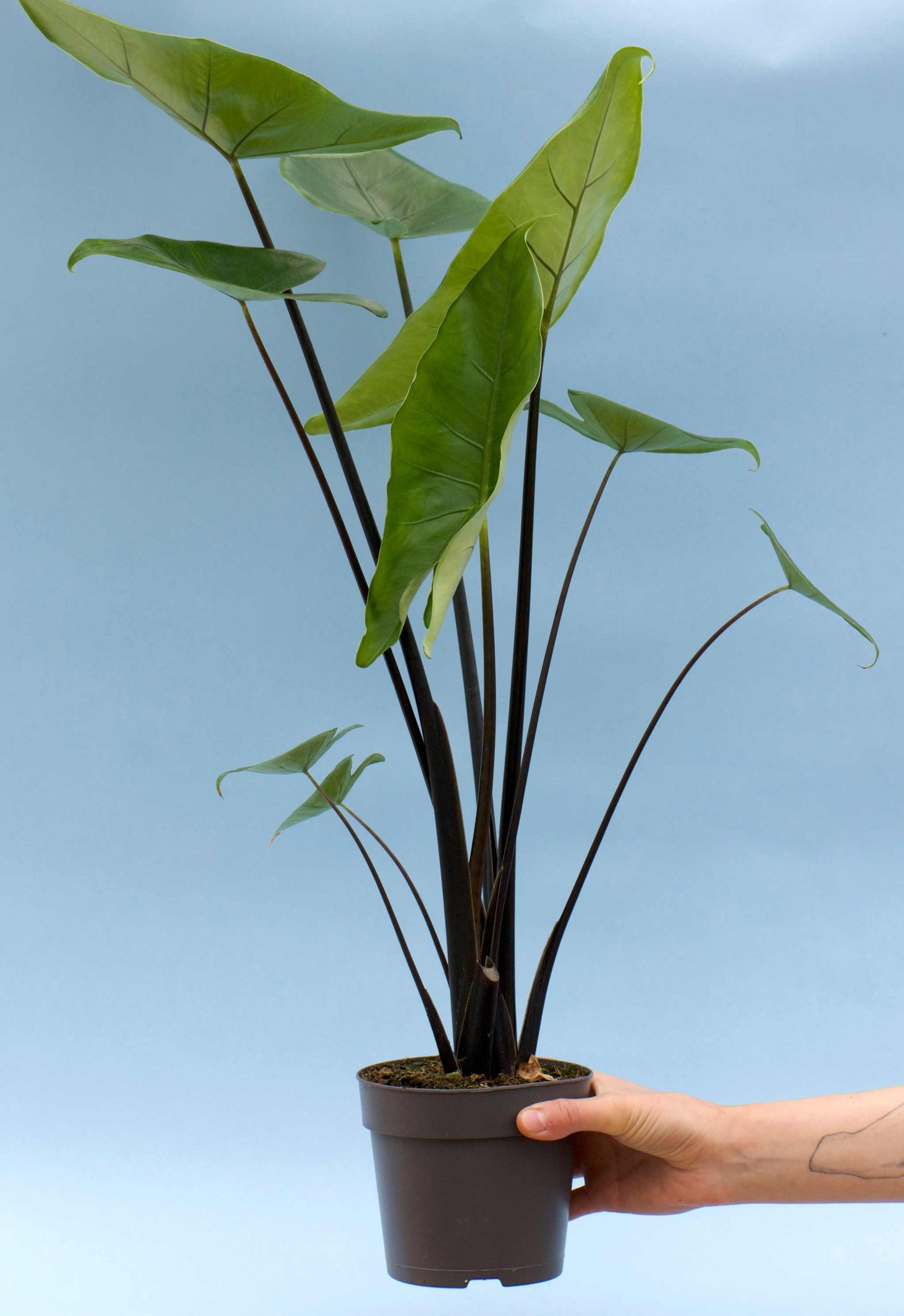 Alocasia zebrina 'black stem'