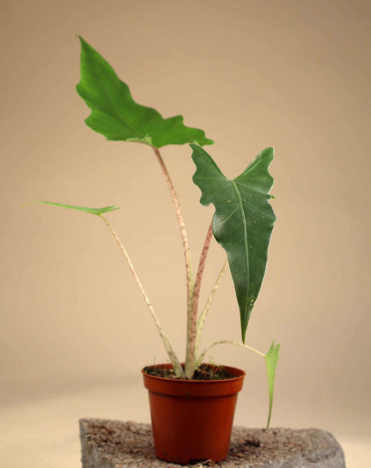 Alocasia boa