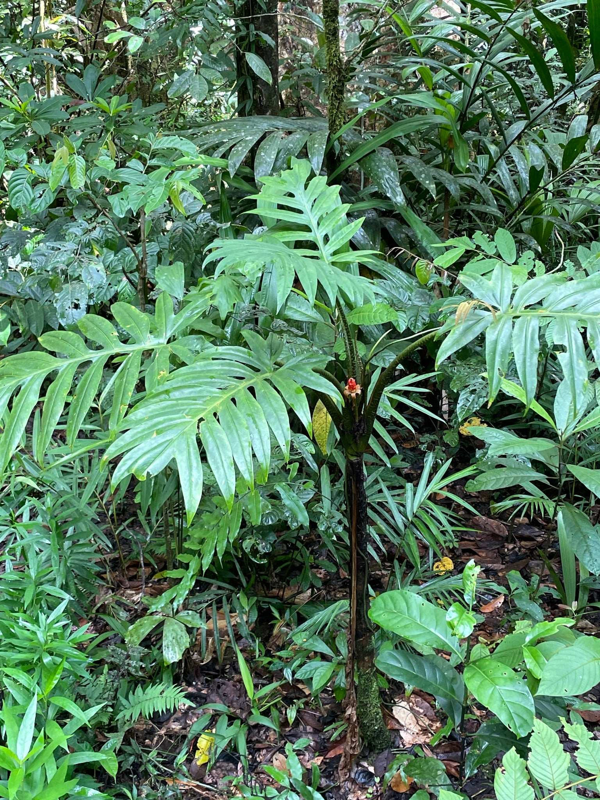 Alocasia branchifolia
