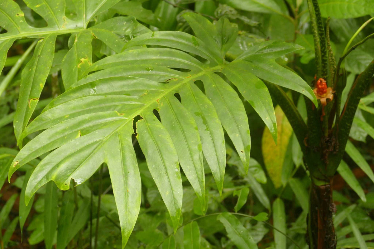 Alocasia branchifolia