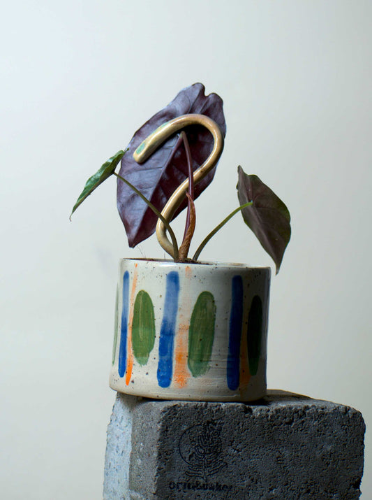 Alocasia Chantrierii