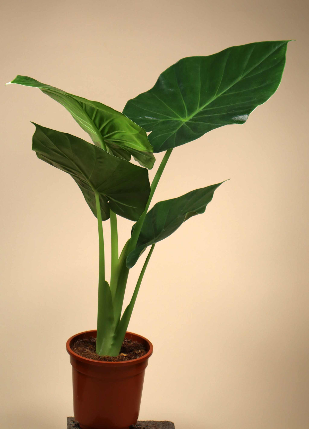 Alocasia macrorrhizos 'giant taro'