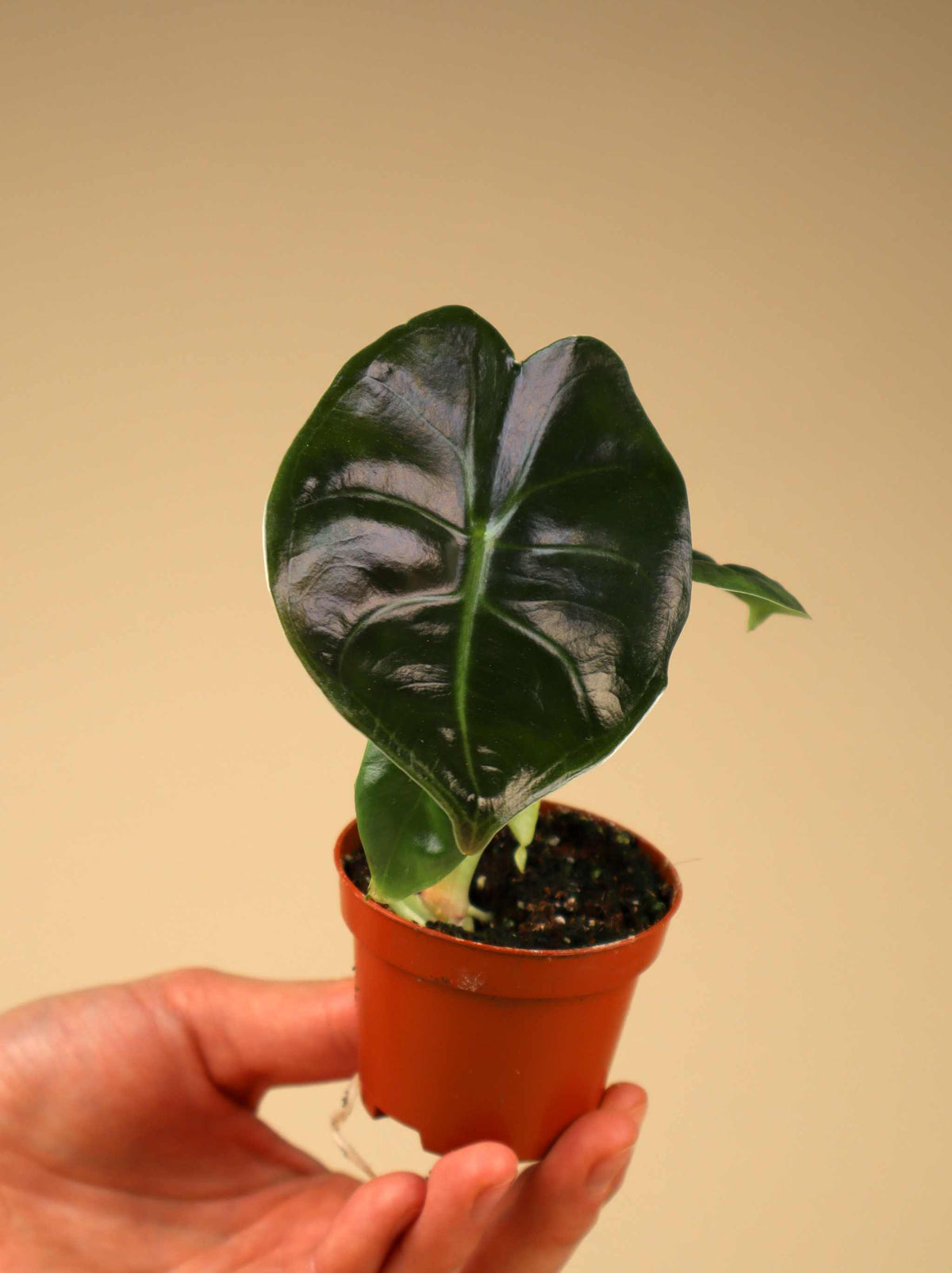Alocasia golden bone