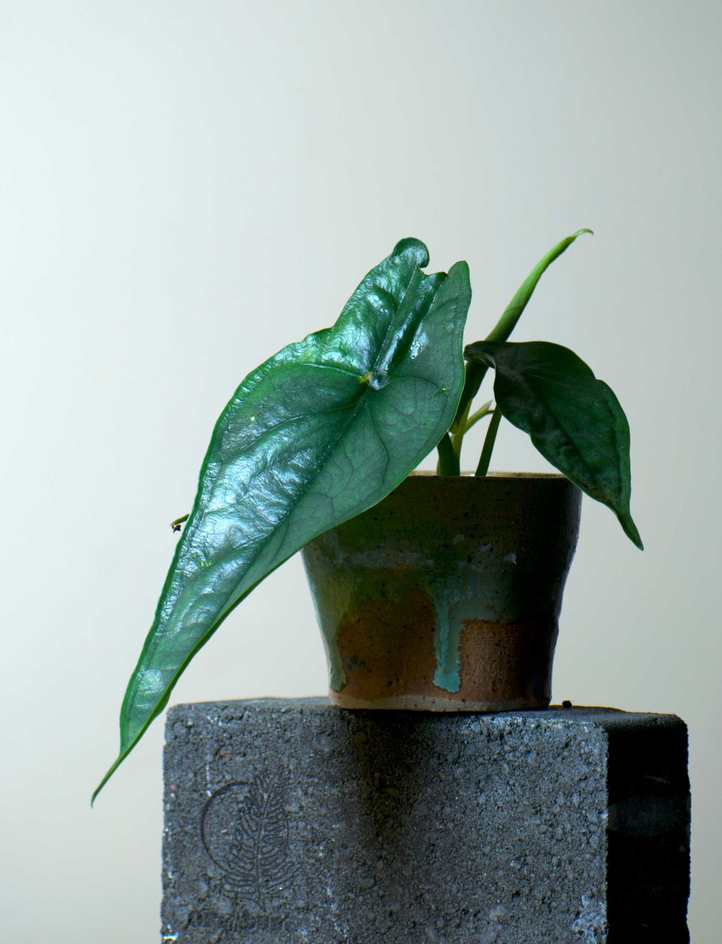 Alocasia heterophylla 'Dragons breath'
