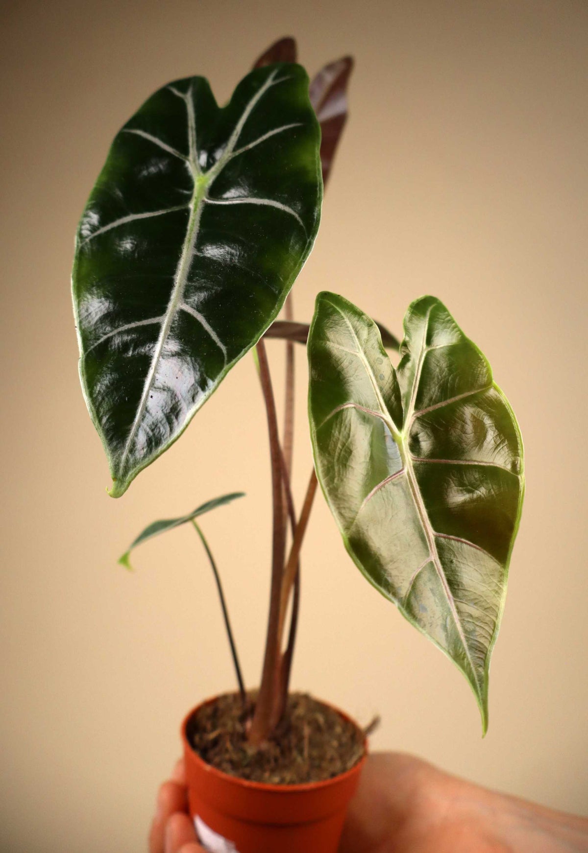 Alocasia longiloba 'purple vein'