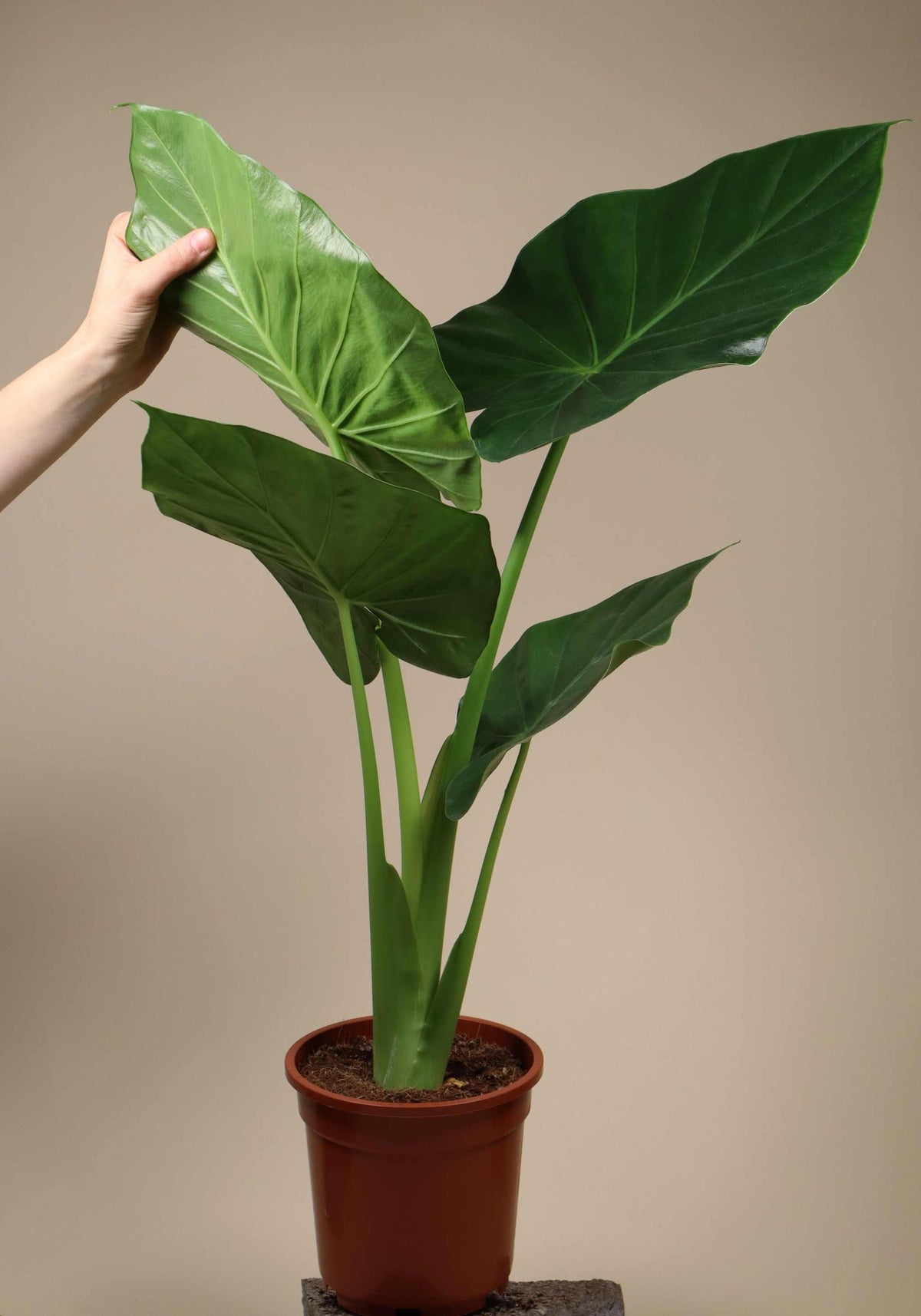 Alocasia macrorrhizos 'giant taro'