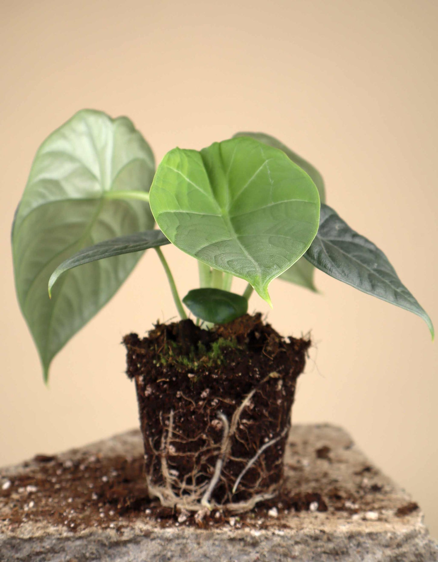 Alocasia 'Maharani'