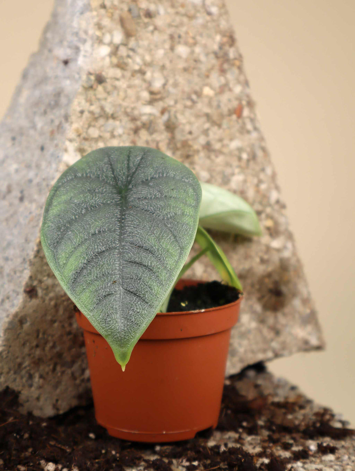 Alocasia melo