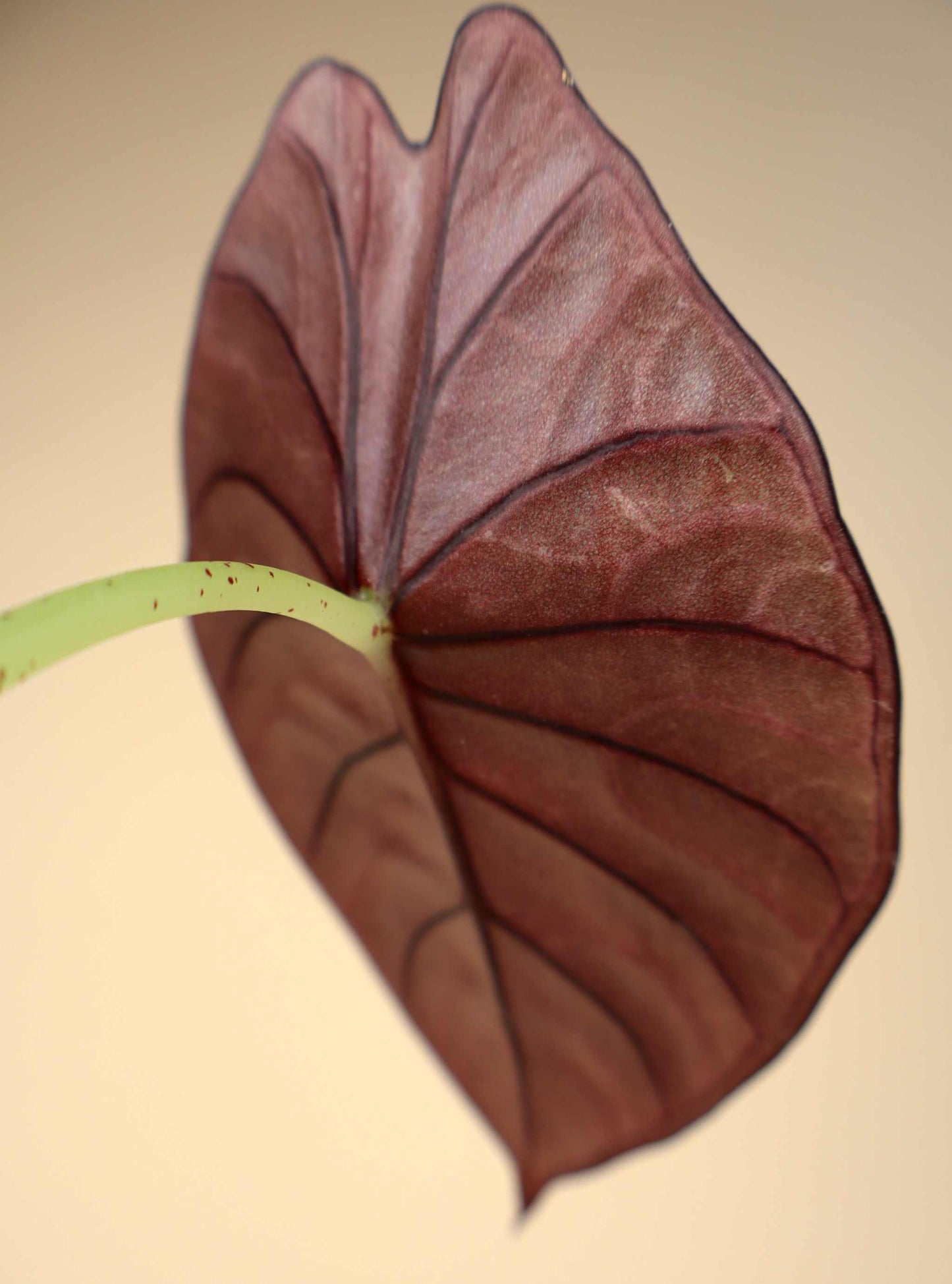 Alocasia nebula