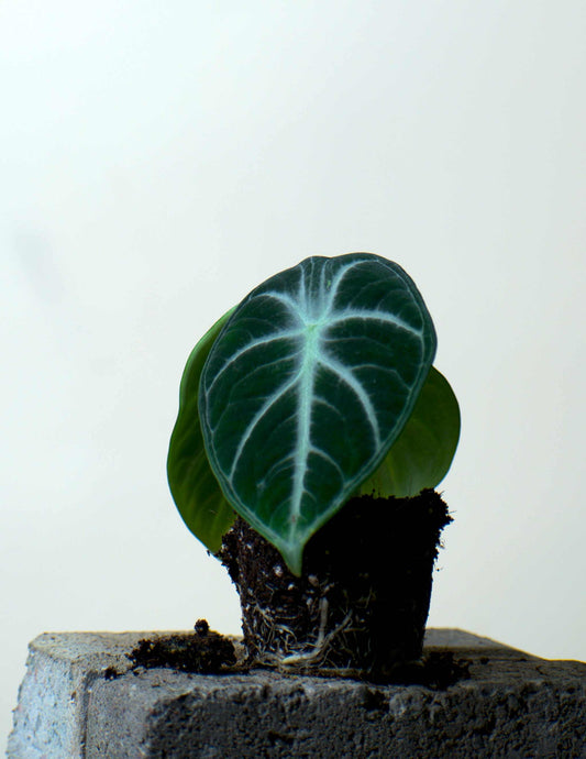Alocasia reginula 'ninja'