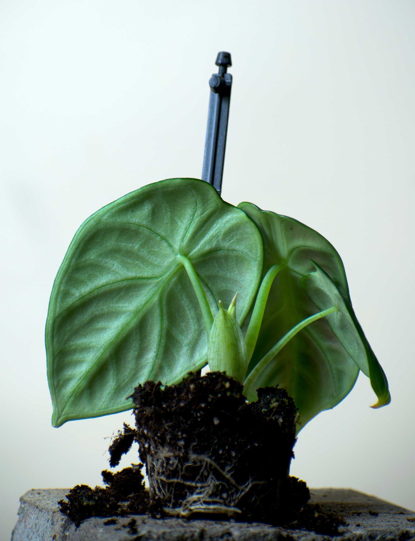 Alocasia reginula 'ninja'
