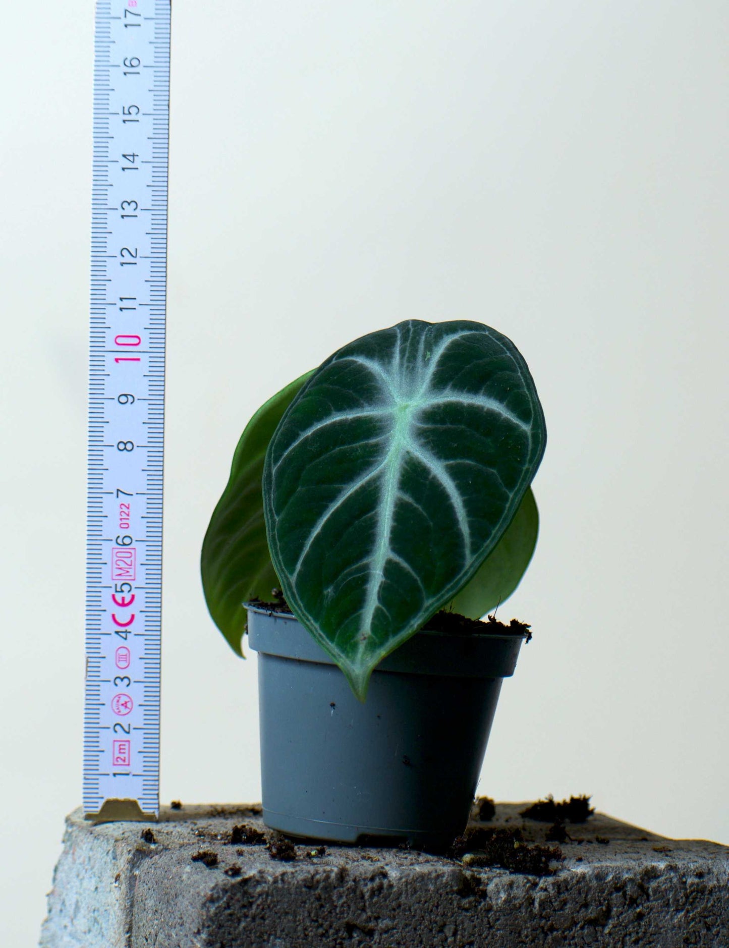 Alocasia reginula 'ninja'