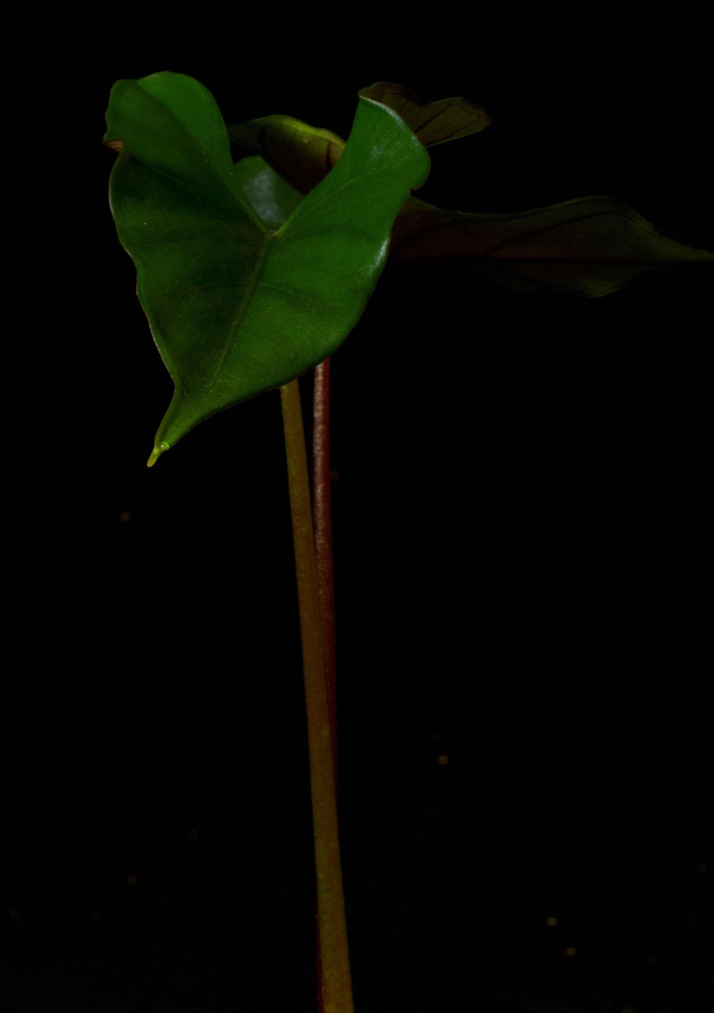 Alocasia Princeps Purple Cloak framsida av blad
