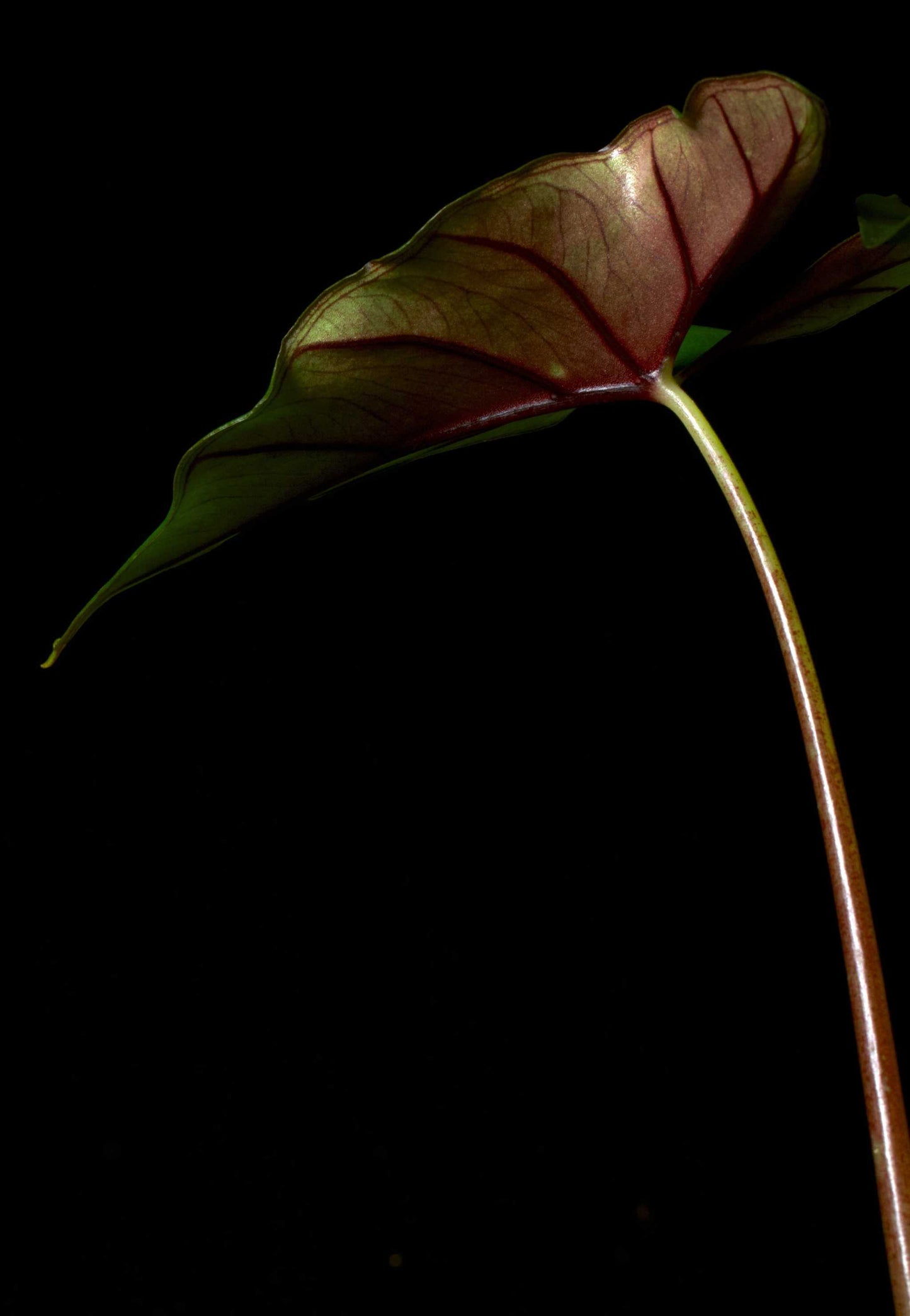 Alocasia Princeps Purple Cloak blad mot mörk bakgrund