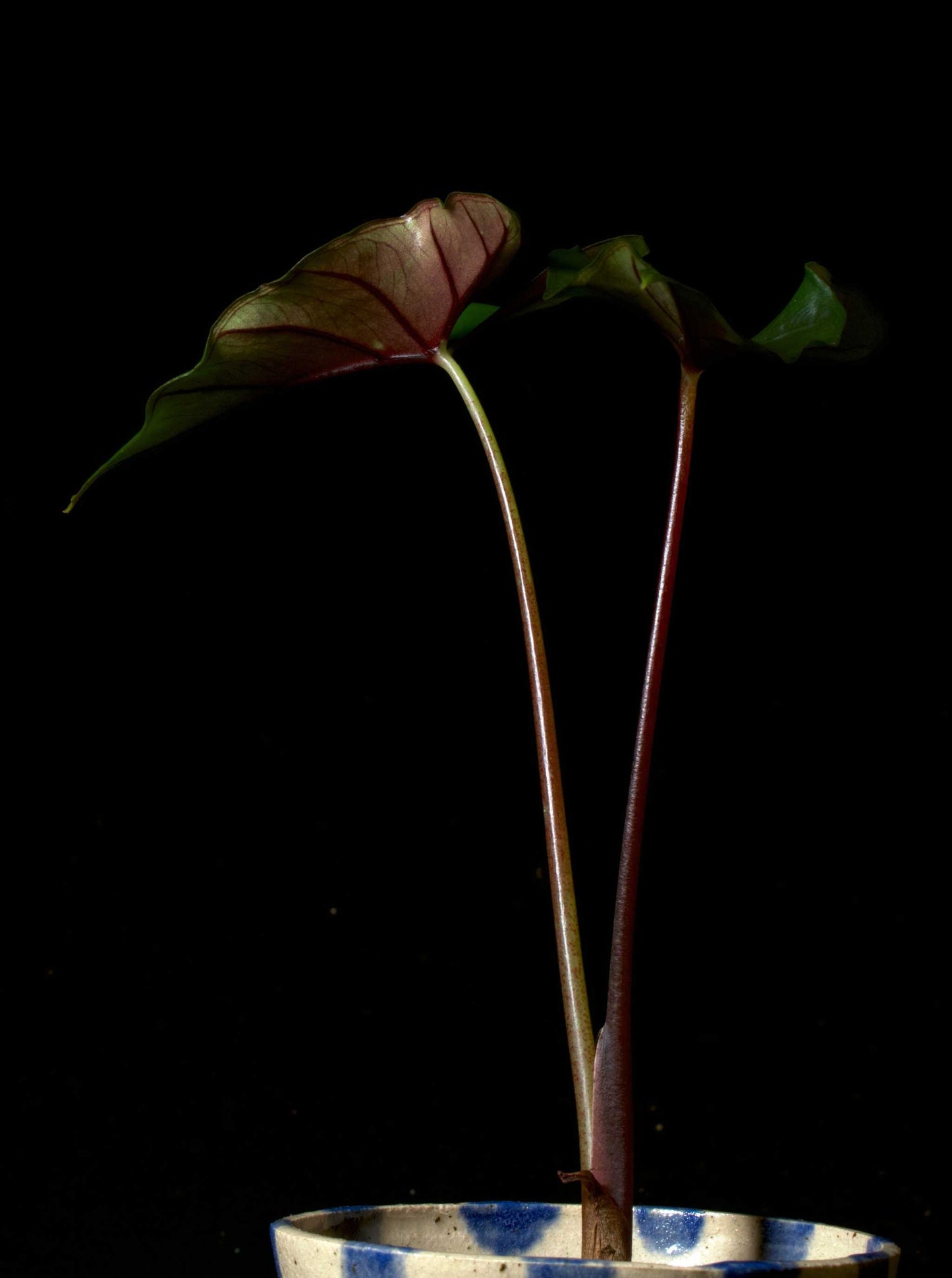 Alocasia Princeps Purple Cloak i en blå-vit kruka