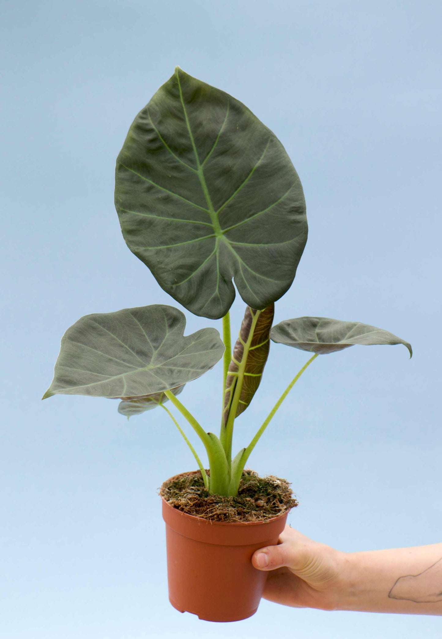 Alocasia 'Regal Shields'
