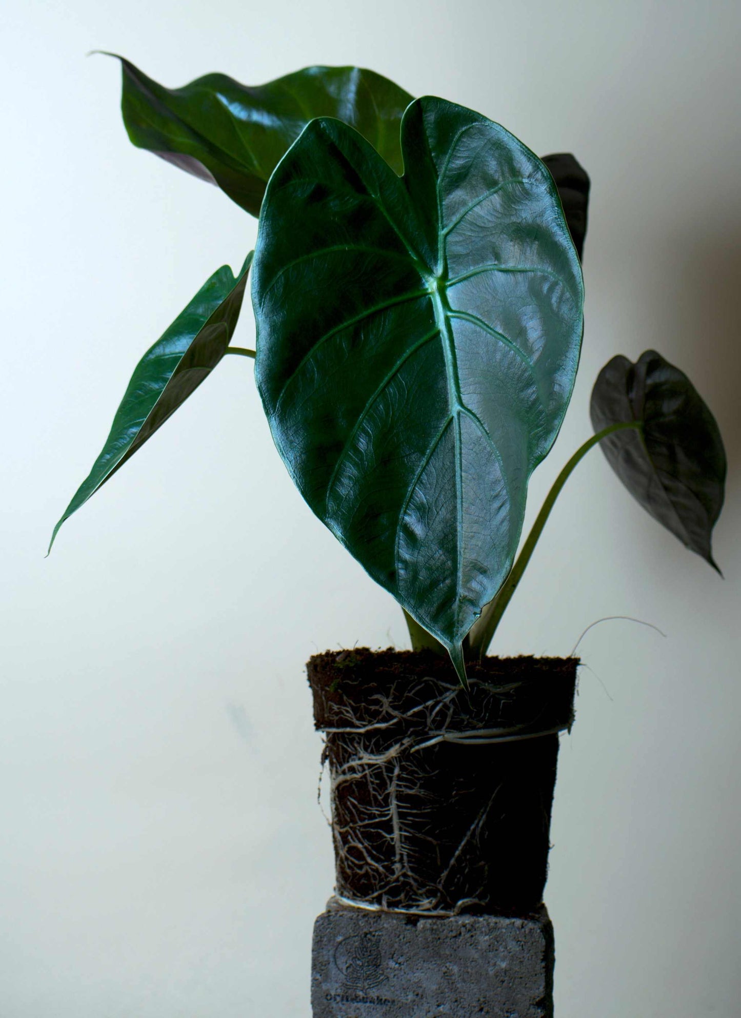 Alocasia wentii ' Bred papuasköld'