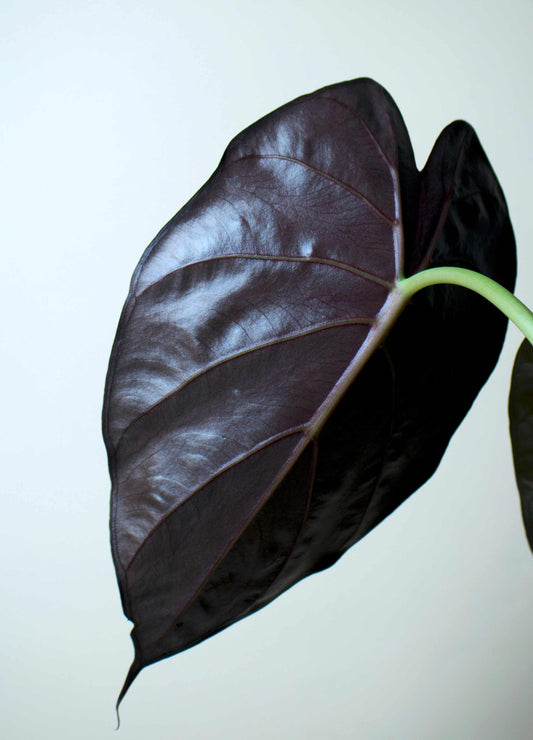 Alocasia wentii ' Bred papuasköld'