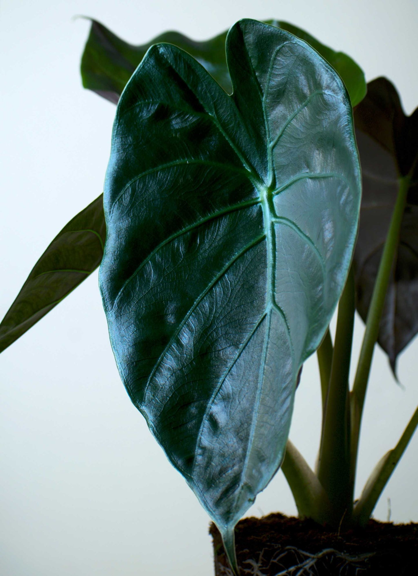 Alocasia wentii ' Bred papuasköld'