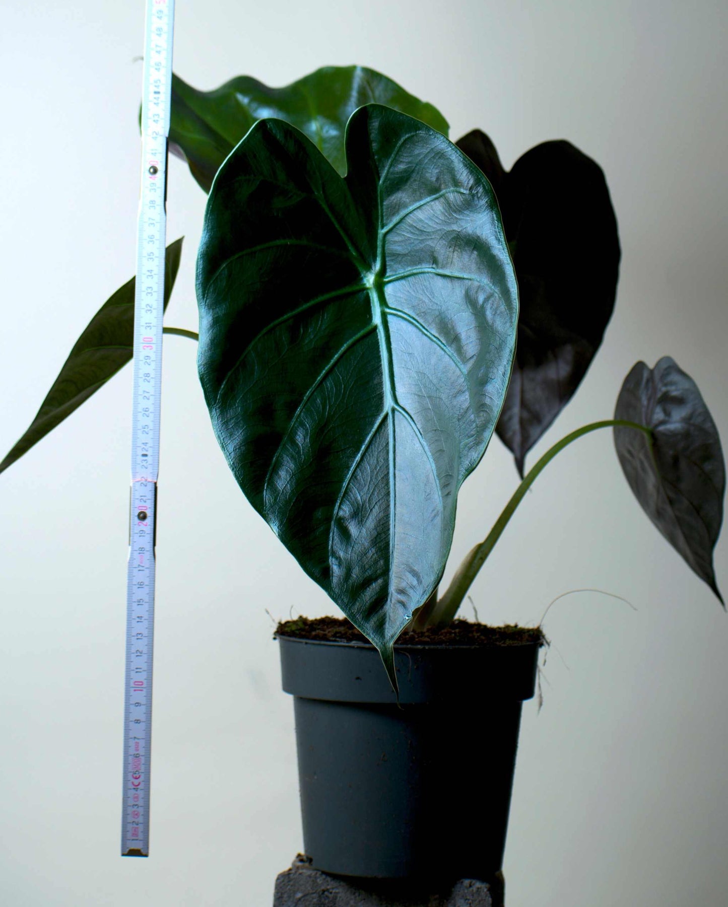 Alocasia wentii ' Bred papuasköld'