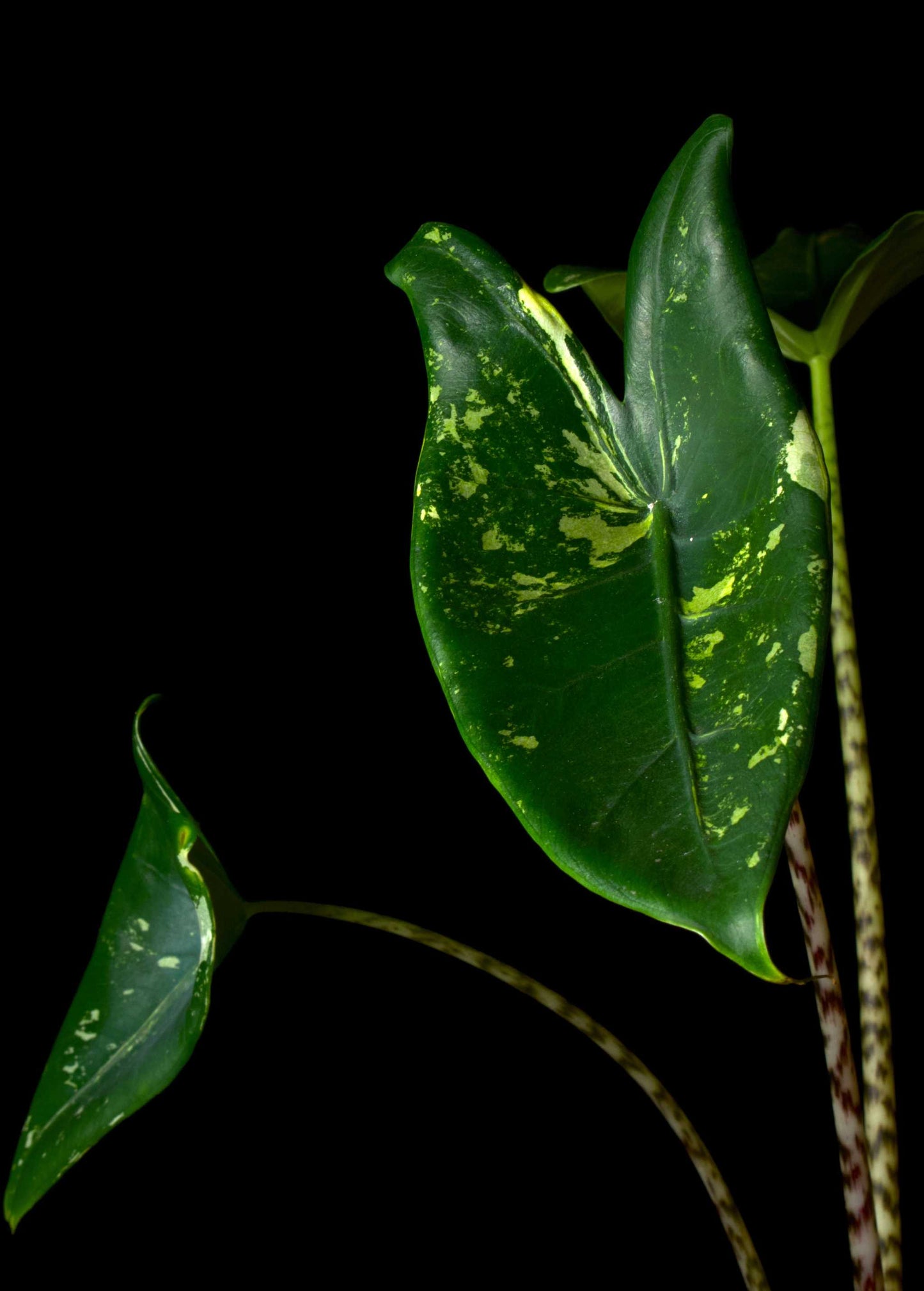 Alocasia zebrina albo variegata