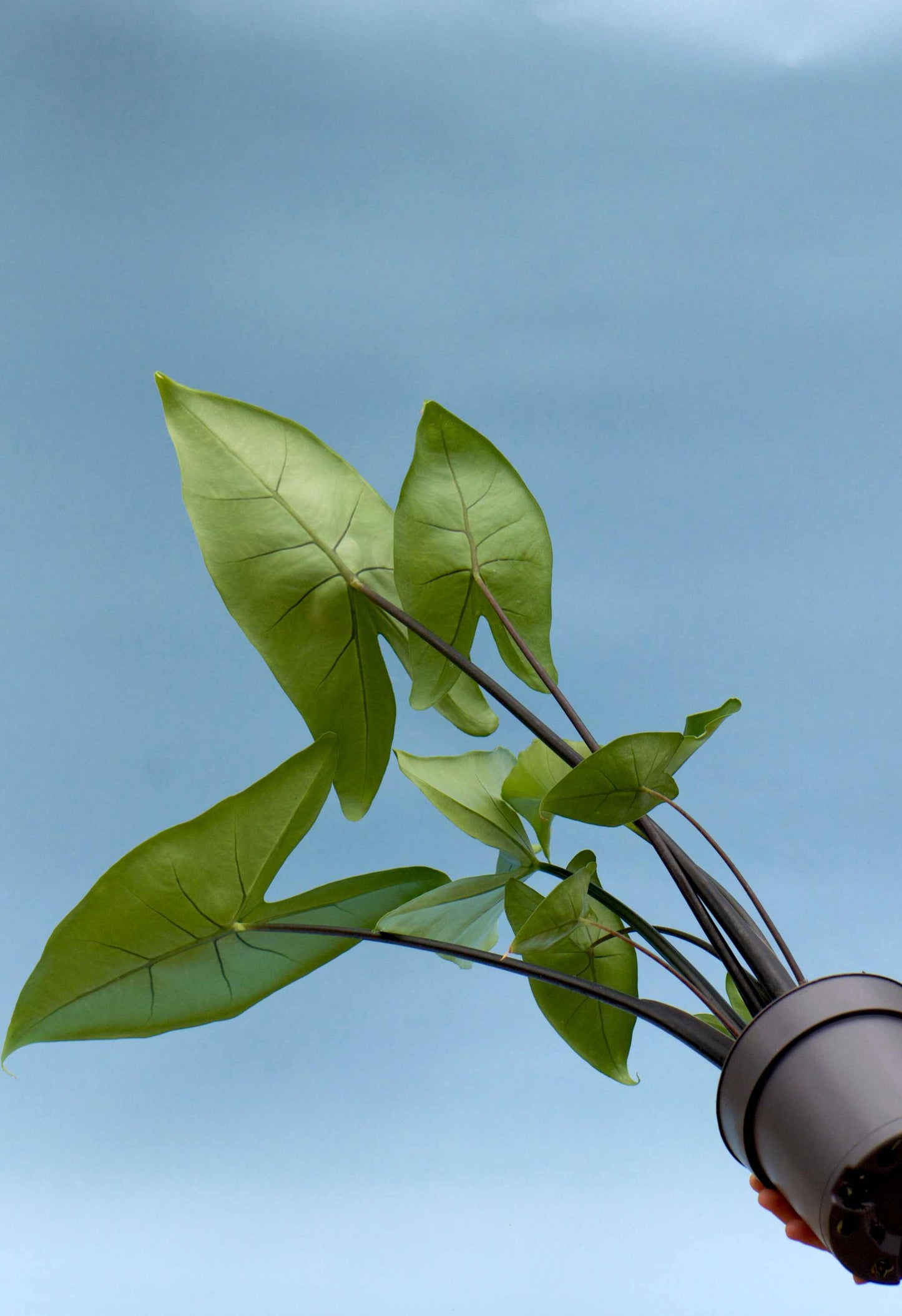 Alocasia zebrina 'black stem'